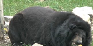 Bei der Hitze gab´s Früchte in Eis für die Bären aus dem Györer Zoo!