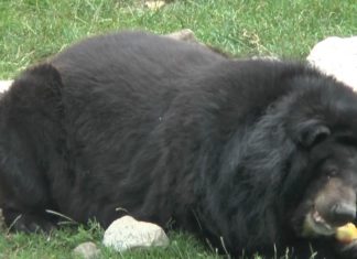 Bei der Hitze gab´s Früchte in Eis für die Bären aus dem Györer Zoo!