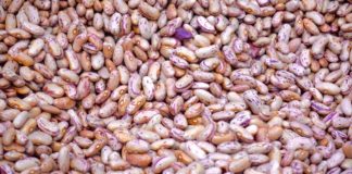 Am Samstag Bohnenkochfest in Mohács