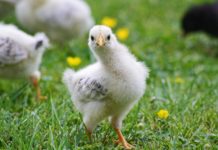 Bis zu 10 Prozent Preiserhöhung bei Geflügelfleisch