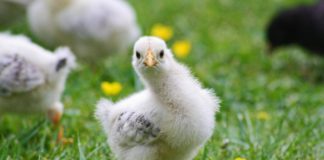 Bis zu 10 Prozent Preiserhöhung bei Geflügelfleisch