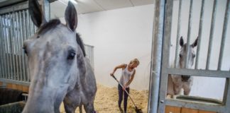 Pferde- und Reitsportzentrum in Budapest komplett erneuert