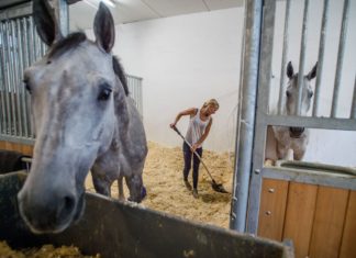 Pferde- und Reitsportzentrum in Budapest komplett erneuert