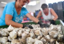 Der Knoblauch bleibt dieses Jahr sehr klein!