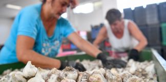 Der Knoblauch bleibt dieses Jahr sehr klein!