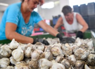 Der Knoblauch bleibt dieses Jahr sehr klein!