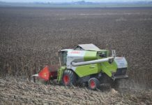 Sonnenblumenernte in Csongrád begonnen