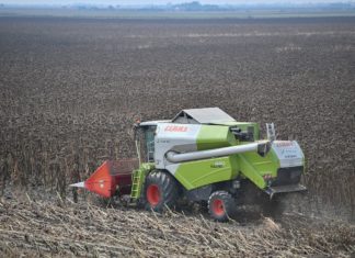 Sonnenblumenernte in Csongrád begonnen