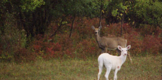 Seltener weißer Rehbock im Wald von Barcs gesichtet