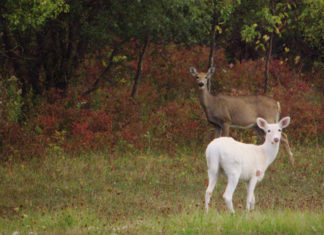 Seltener weißer Rehbock im Wald von Barcs gesichtet
