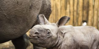 Indisches Nashorn wurde im Nyíregyháza Zoo geboren