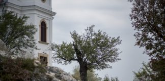 Mandelbaum in Pécs ist der Baum des Jahres 2018