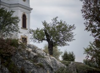 Mandelbaum in Pécs ist der Baum des Jahres 2018