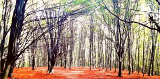 Herbstlich schöne Tour – Der Bakony und Pannonhalma