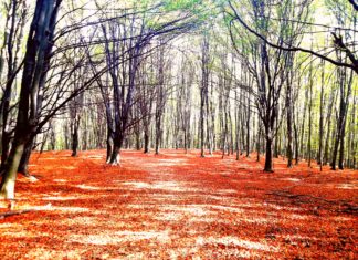 Herbstlich schöne Tour – Der Bakony und Pannonhalma