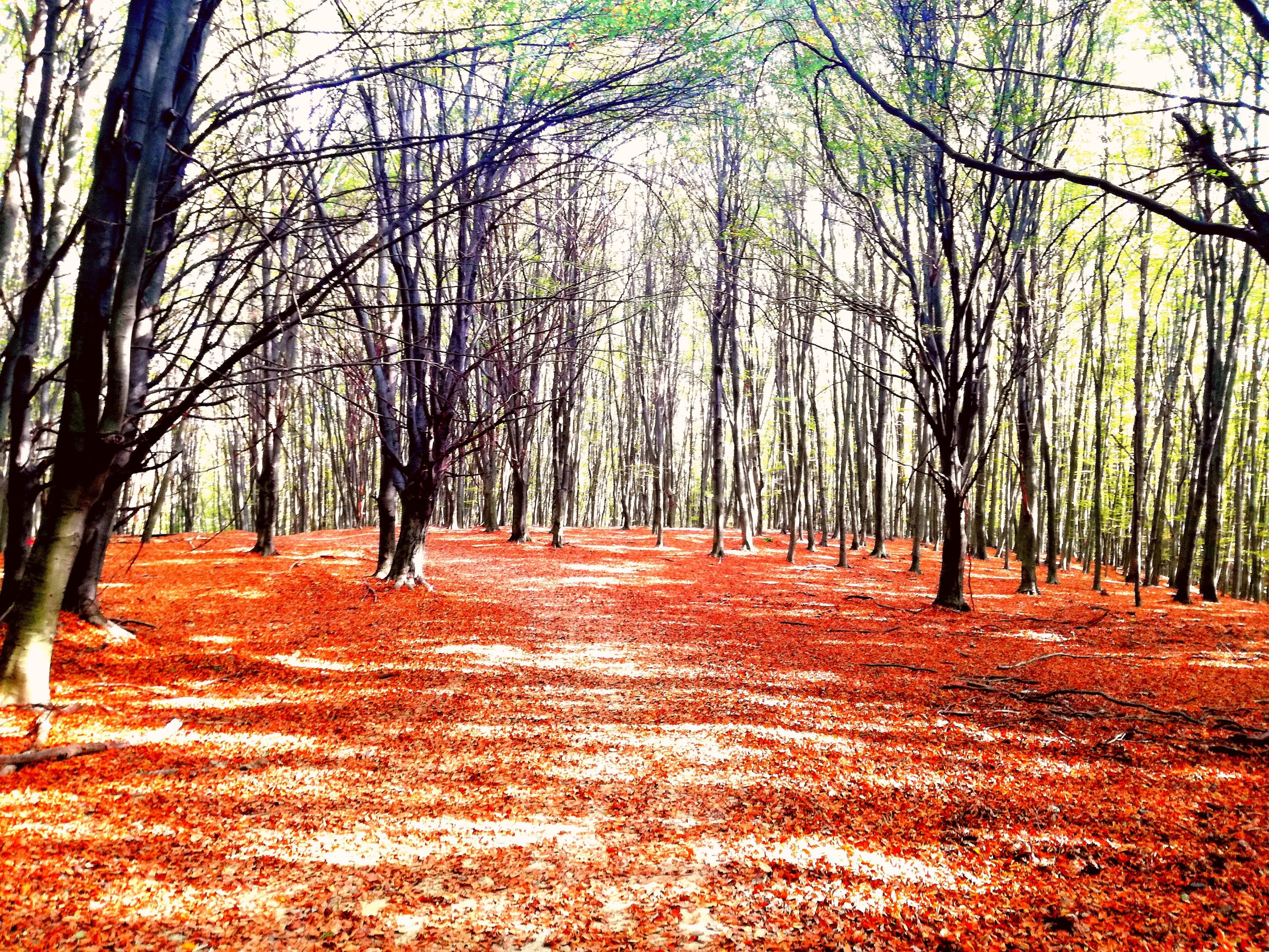 Herbstlich schöne Tour Der Bakony und Pannonhalma