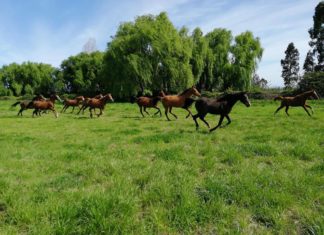 Viktória Molnár aus Ungarn macht Traum in Chile wahr!