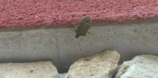 Wanzenplage in Ungarn!