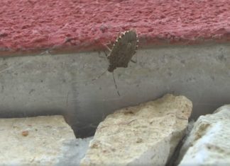 Wanzenplage in Ungarn!