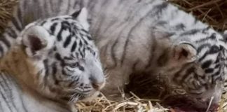 Die kleinen weißen Tiger im Zoo von Győr sind kerngesund!