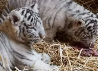 Die kleinen weißen Tiger im Zoo von Győr sind kerngesund!