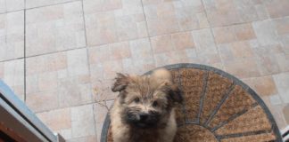 Wie schützen wir unsere Haustiere an Silvester?