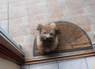 Wichtige Infos für Reisen mit Hund innerhalb der EU