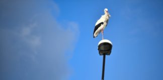 Der Winterstorch von Hortobágy