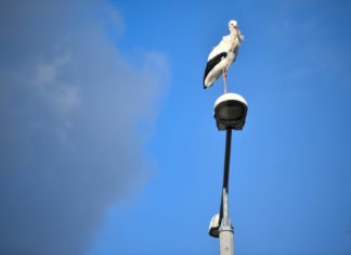 Der Winterstorch von Hortobágy