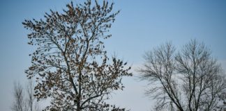 Przewalski Wildpferde in Hortobágy