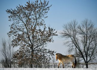 Przewalski Wildpferde in Hortobágy