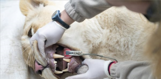 Die Löwen von Nyíregyháza reisen nach Israel