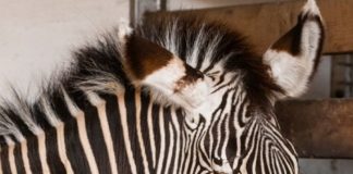 Zebrageburt im Zoo von Nyíregyháza