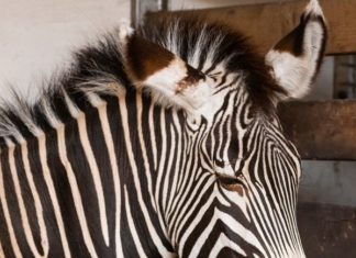Zebrageburt im Zoo von Nyíregyháza
