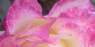 Valentinstag in der Sprache der Blumen