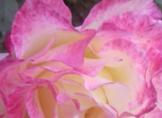 Valentinstag in der Sprache der Blumen