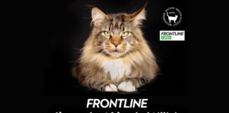 Miau in Budapest – Internationale Katzenausstellung