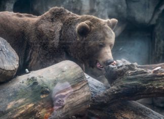 Der Winter geht bald? Die Bären in Ungarn bestätigten das!