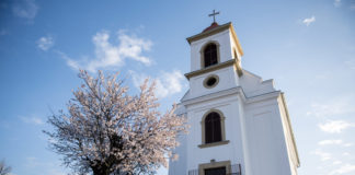 Ein ungarischer Mandelbaum ist der Baum des Jahres in Europa