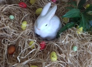 Osterwochenende im HungaroSpa Hajdúszoboszló