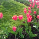 Tulpen, Blumen,
