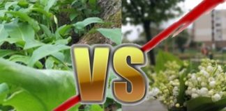 Vosicht! Bärlauch oder Maiglöckchen?