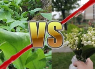 Vosicht! Bärlauch oder Maiglöckchen?