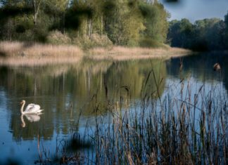 Nebenfluss Drau wird umfassend wiederbelebt