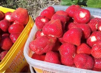 Deutliche Preissteigerung bei Obst und Fleisch erwartet