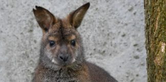 Baby-Känguruh im Debrecener Zoo