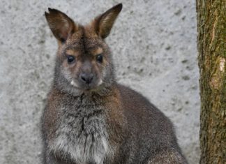 Baby-Känguruh im Debrecener Zoo