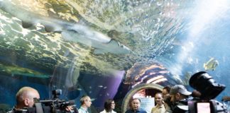 Hai-Konferenz in Nyiregyháza