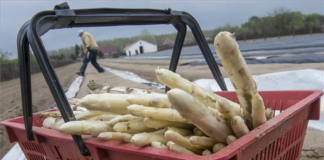 Spargelernte in Kelebia