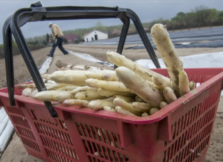 Spargelernte in Kelebia